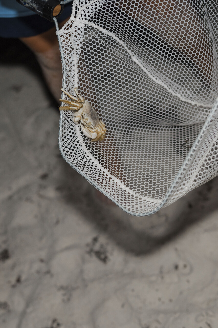 family crab hunt on the beach 